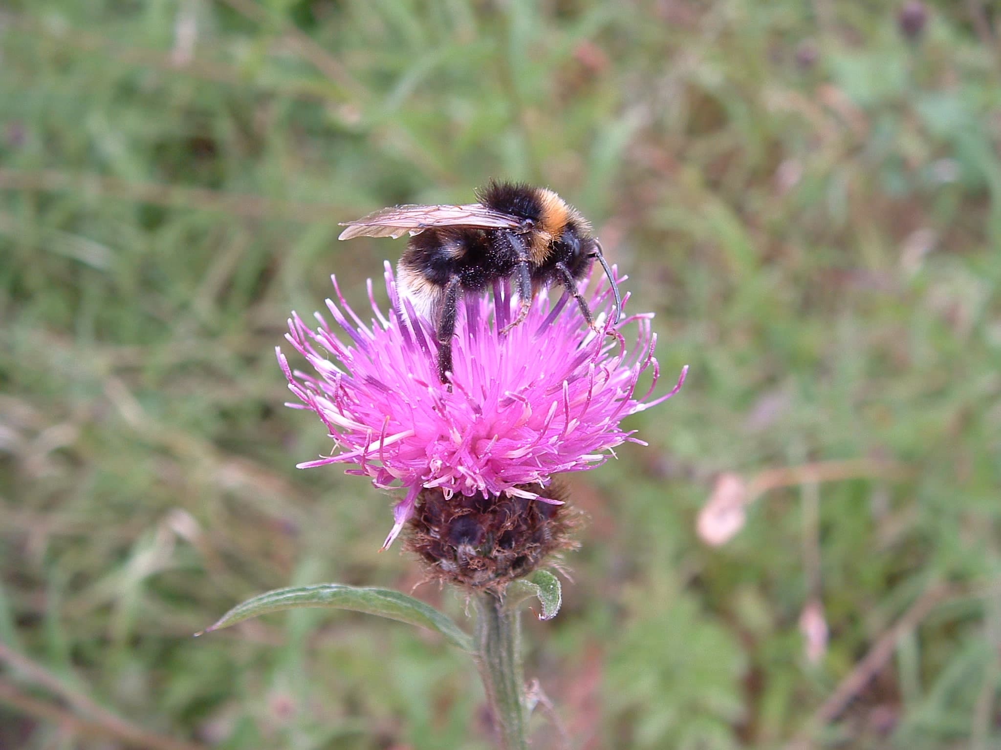 Brickfields Country Park - Photo