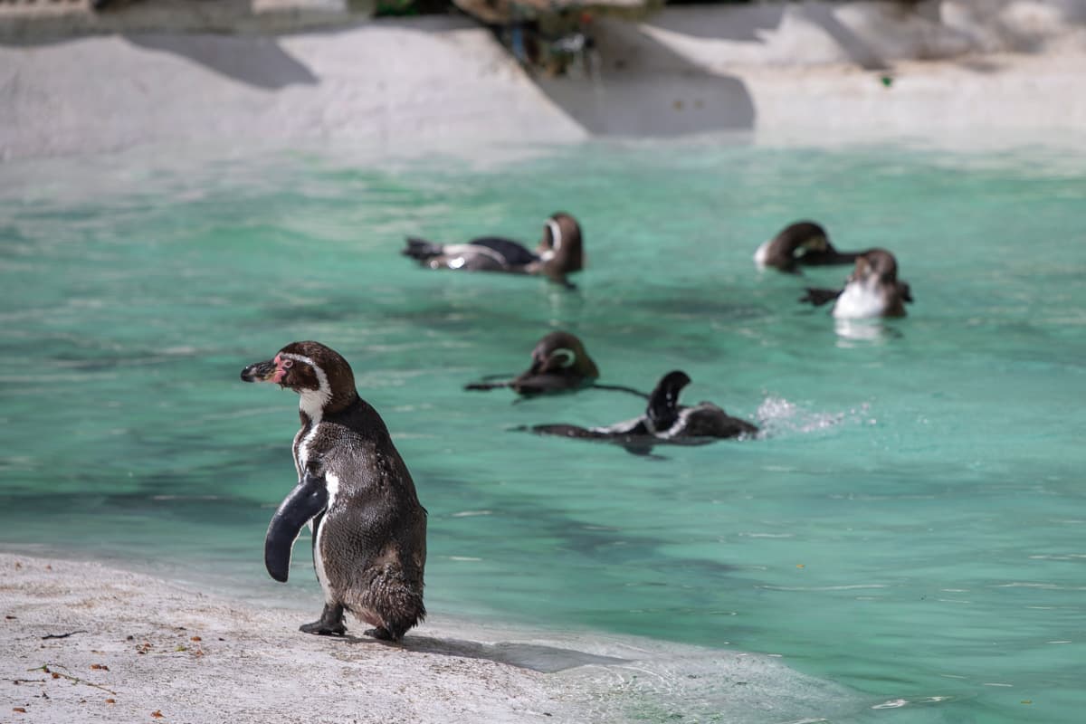 Newquay Zoo - Photo