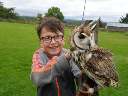 Falconry Days - Photo 1