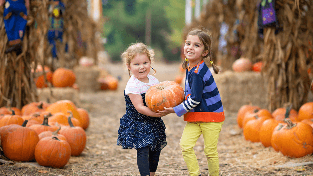 The Great Welsh Pumpkin Festival At Gower Fresh