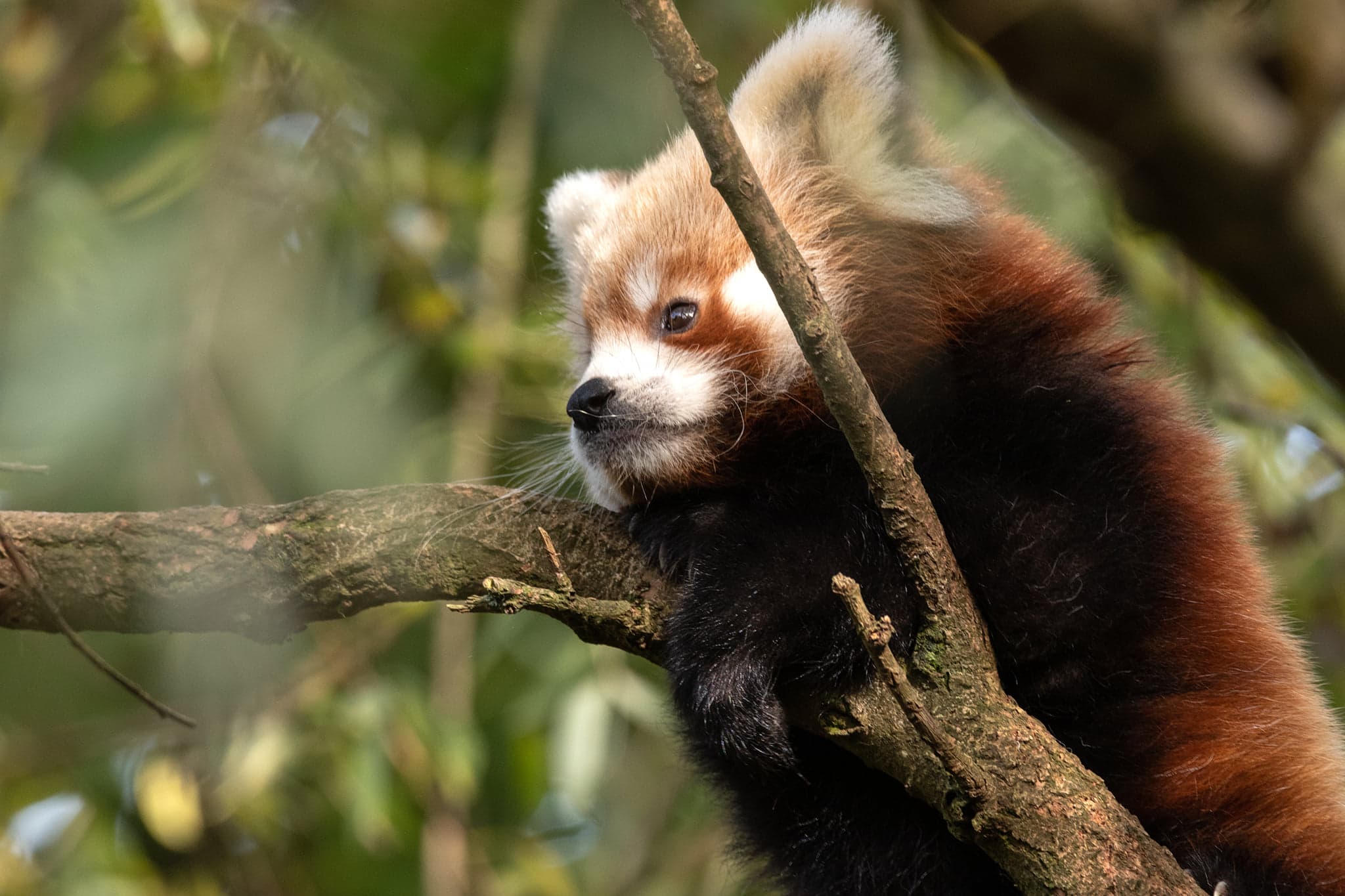 South Lakes Safari Zoo - Photo 1