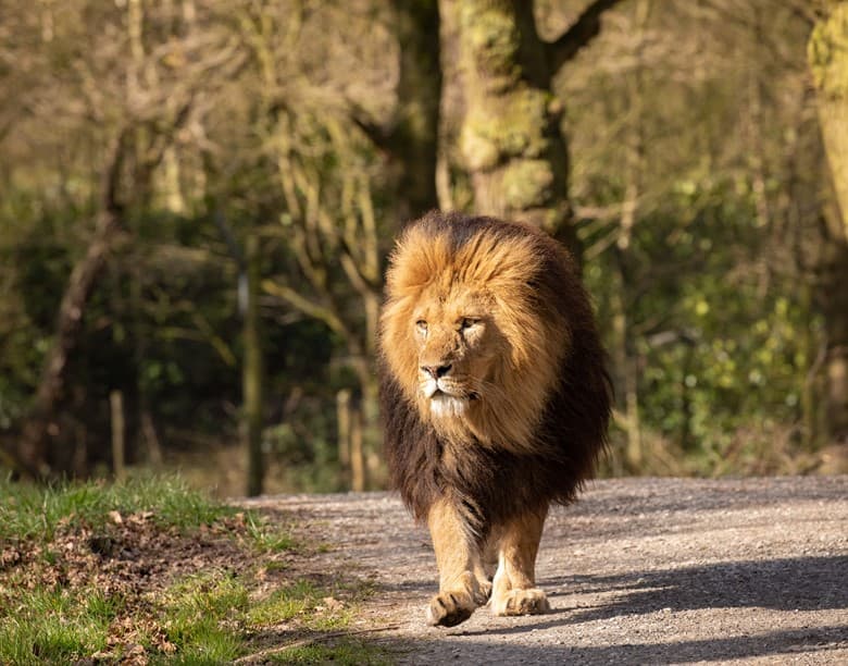 Knowsley Safari Park - Photo
