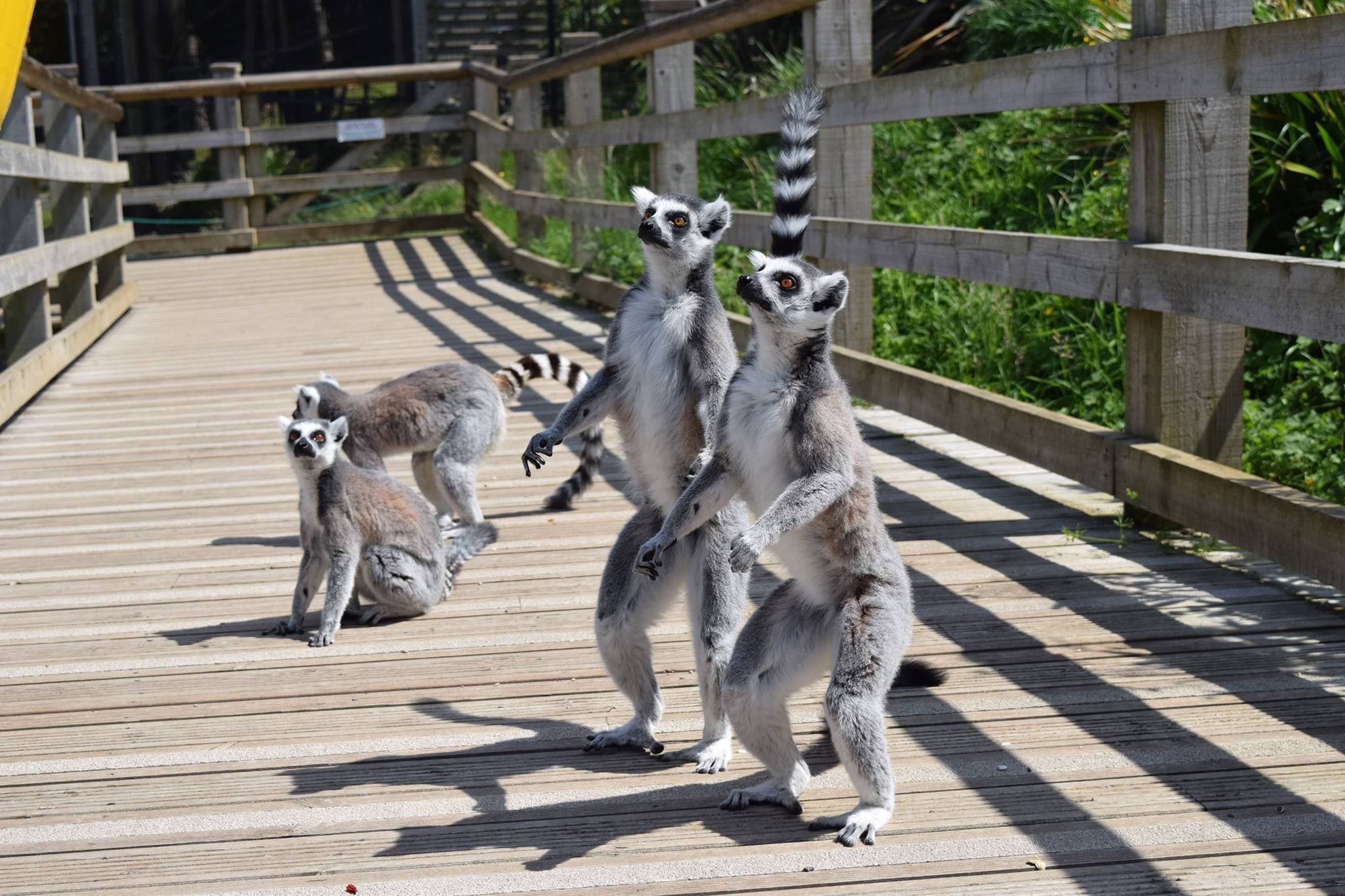 Welsh Mountain Zoo - Photo