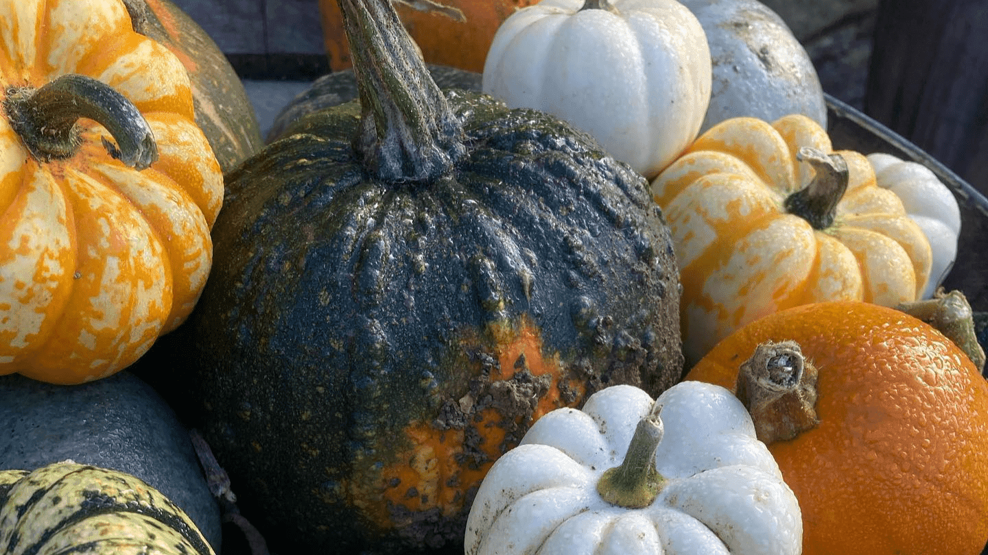 Saxby's Cider and Grange Farm Pick Your Own Pumpkins - Photo
