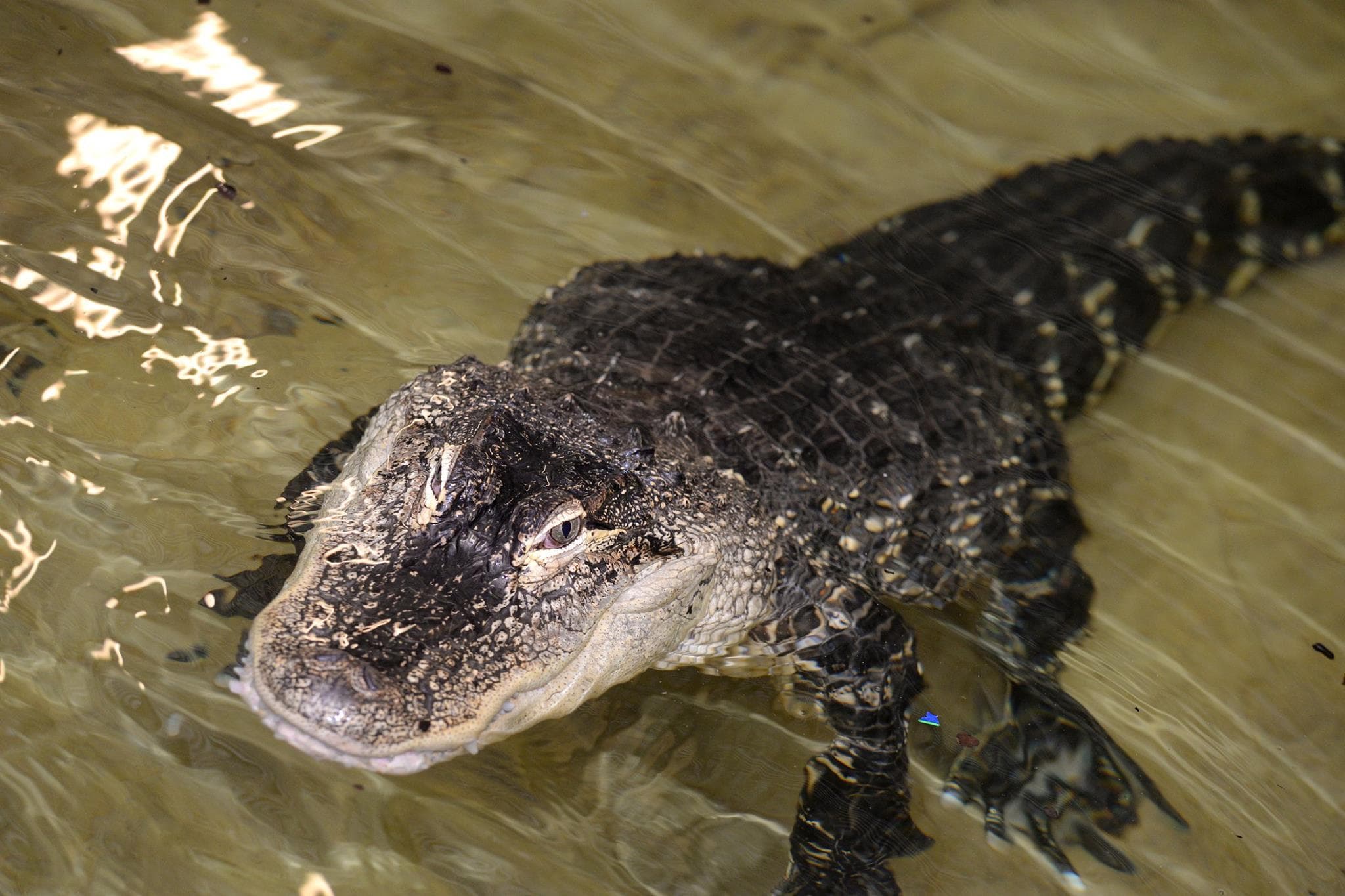 Crocodiles of the World - Photo