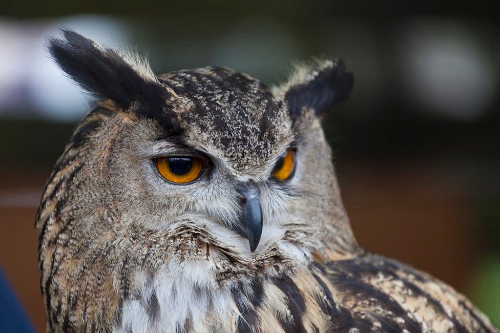 World of Owls