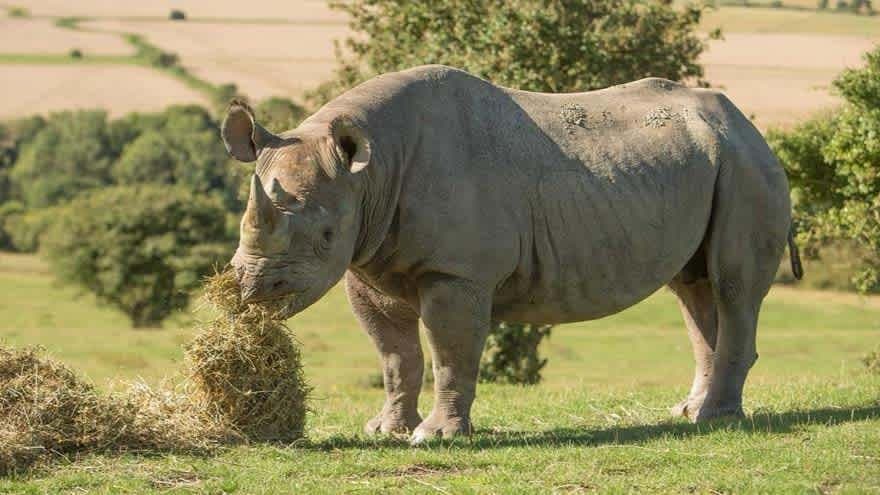 Port Lympne Safari Park - Photo