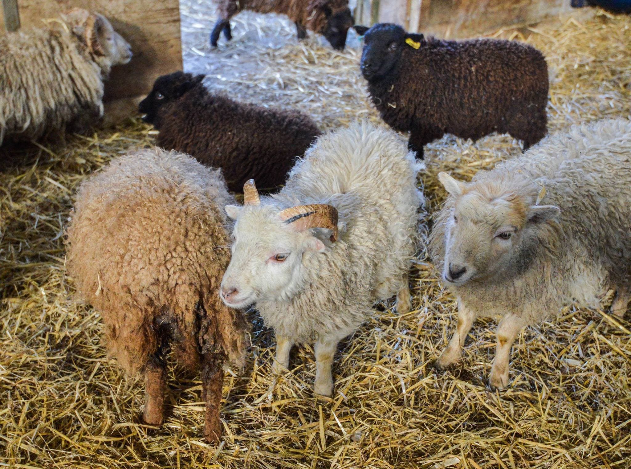 Greenlands Farm Village