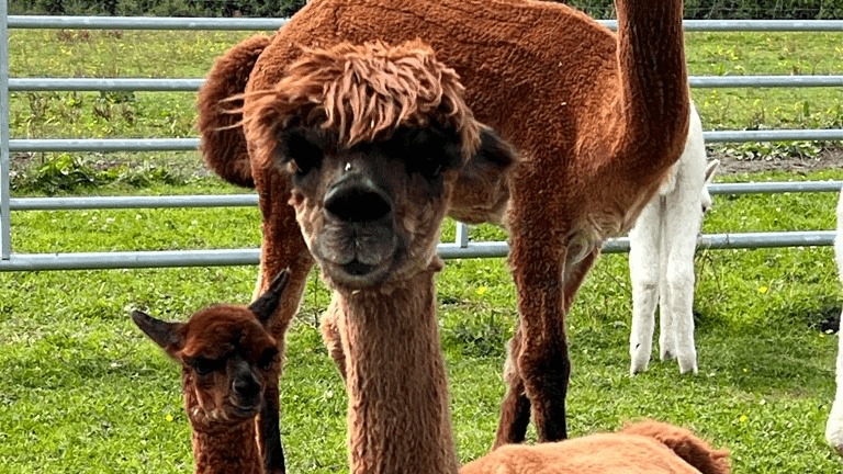 CLARY MEADOWS ALPACAS - Photo