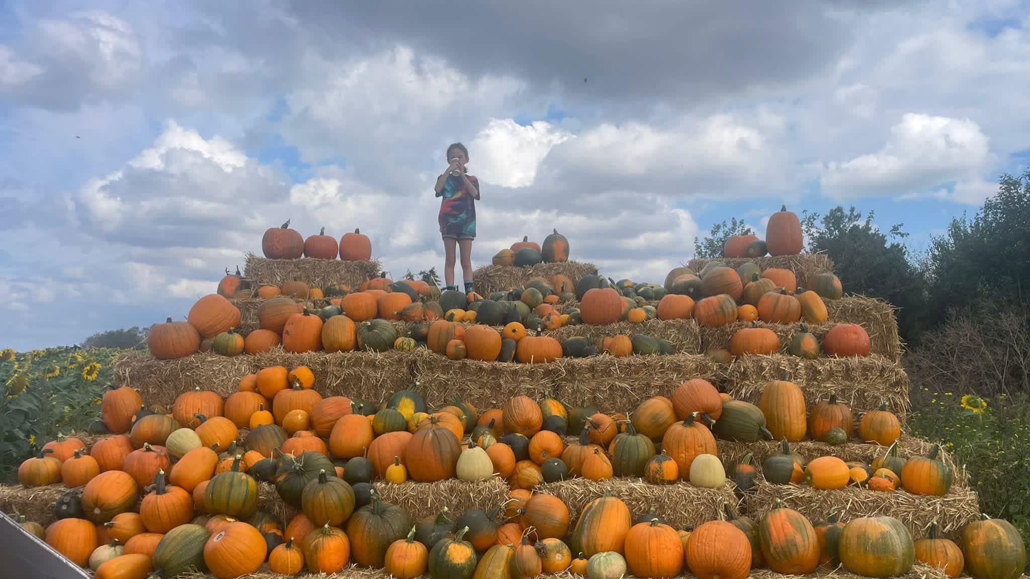The Pumpkin Field