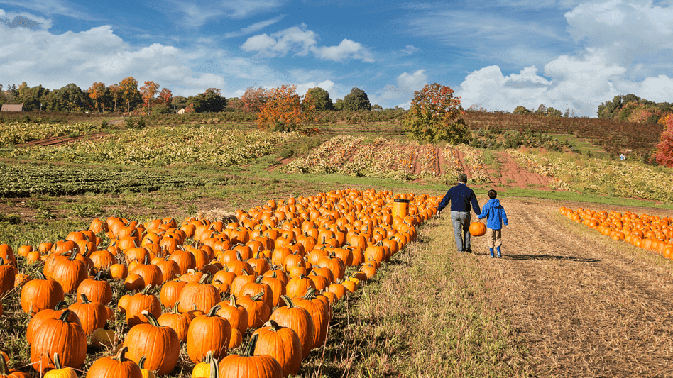 Hurley's Farm Pumpkin Forest