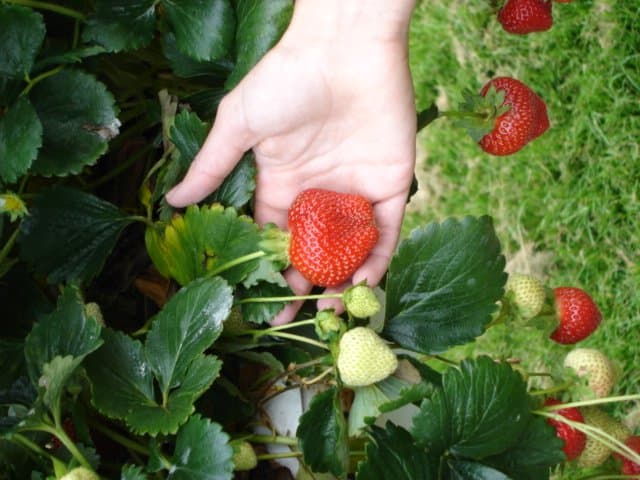 Parkside Farm PYO - Photo 1