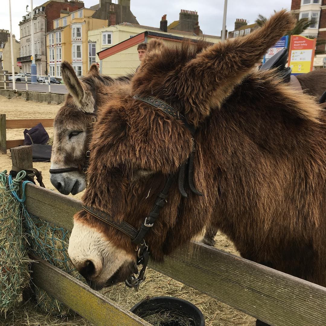 Weymouth Beach - Photo
