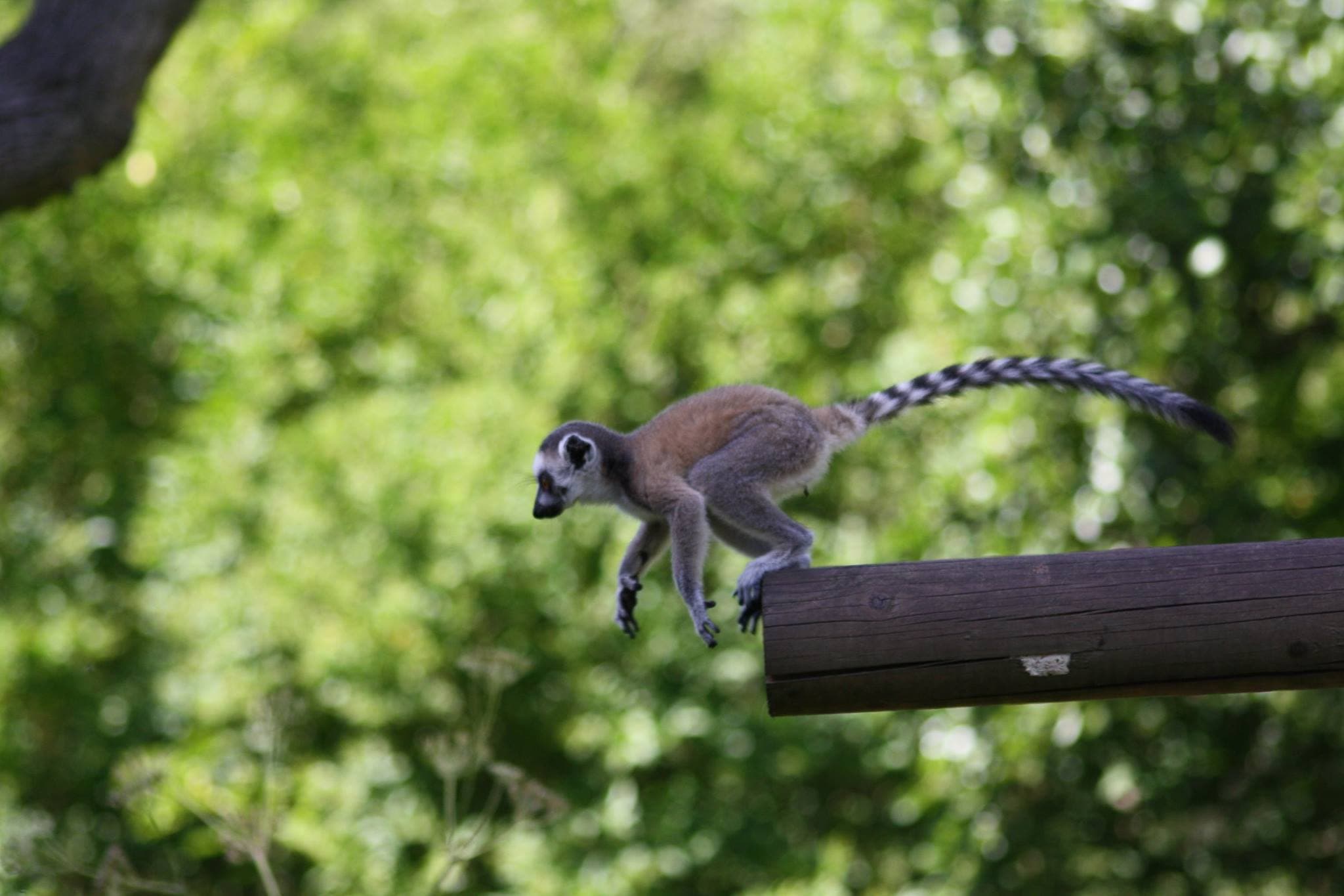 Birmingham Wildlife Conservation Park - Photo