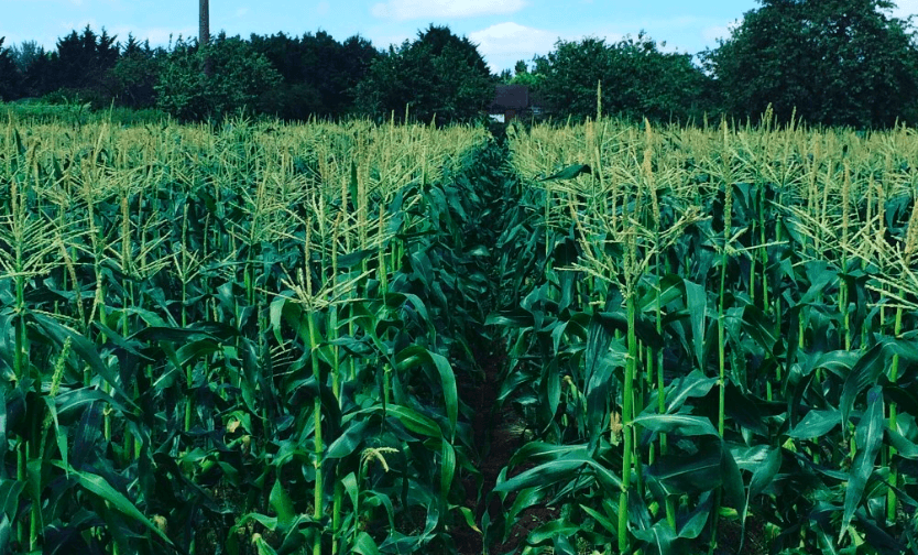 Copas Farm Iver - Photo