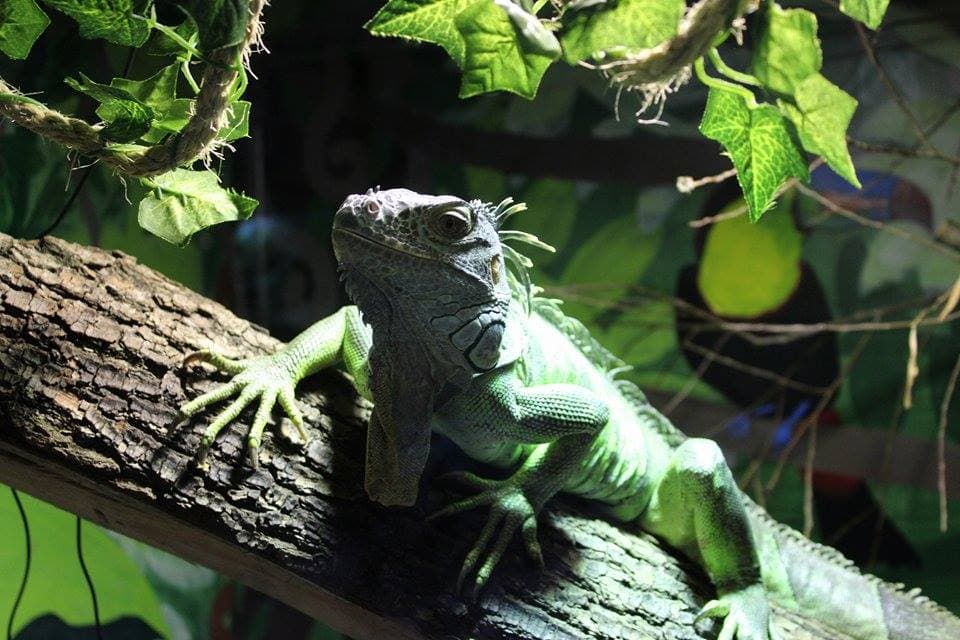The Raptor Foundation - Photo