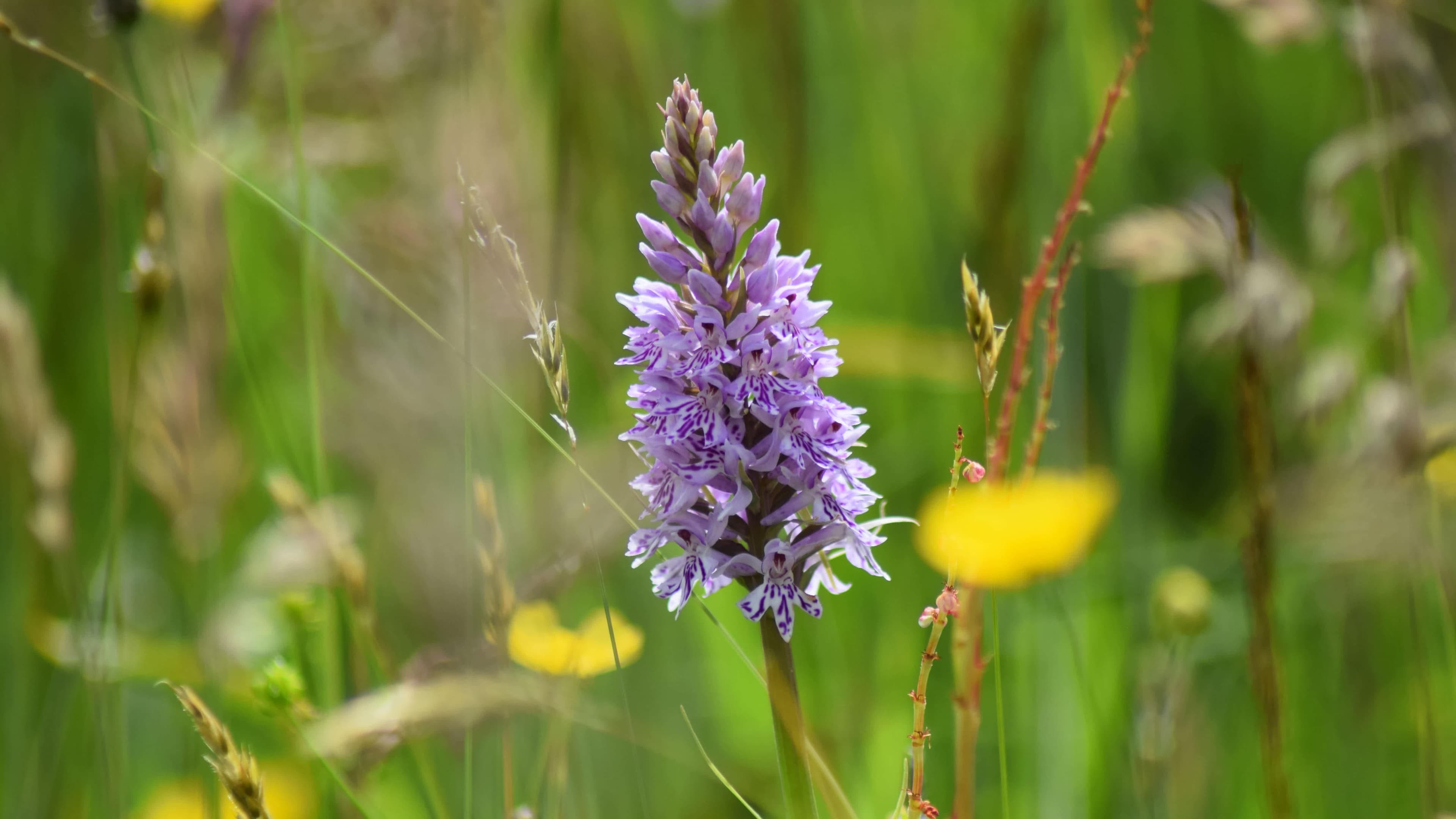 Muiravonside Country Park - Photo