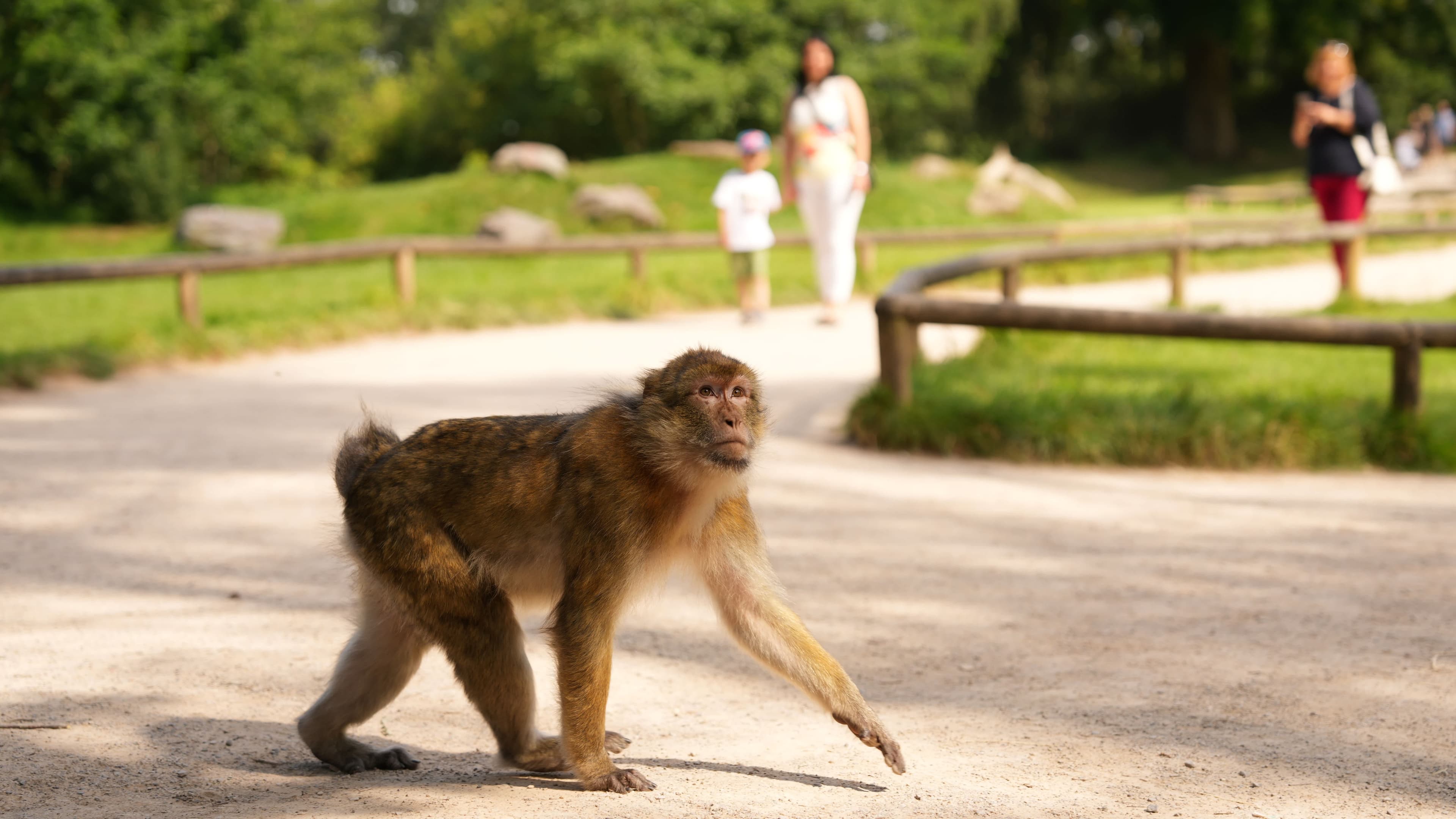 Trentham Monkey Forest - Photo 1