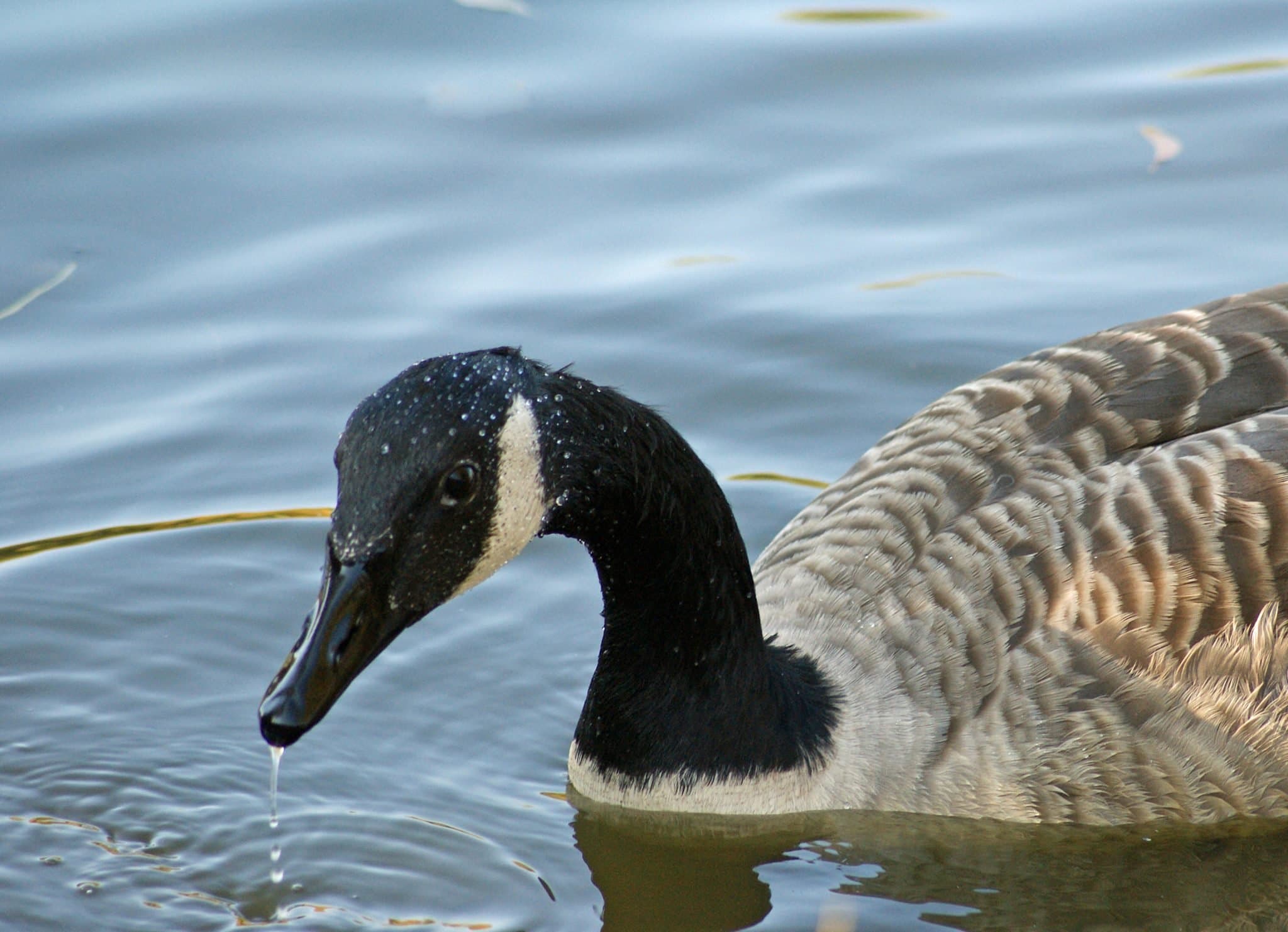 Swanley Park - Photo 1