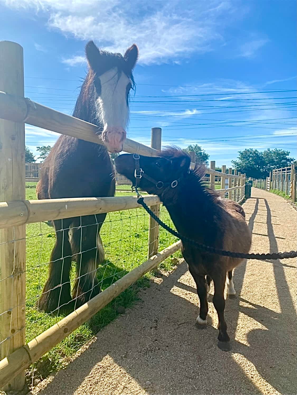 Burntwood Alpaca and Animal Experience - Photo