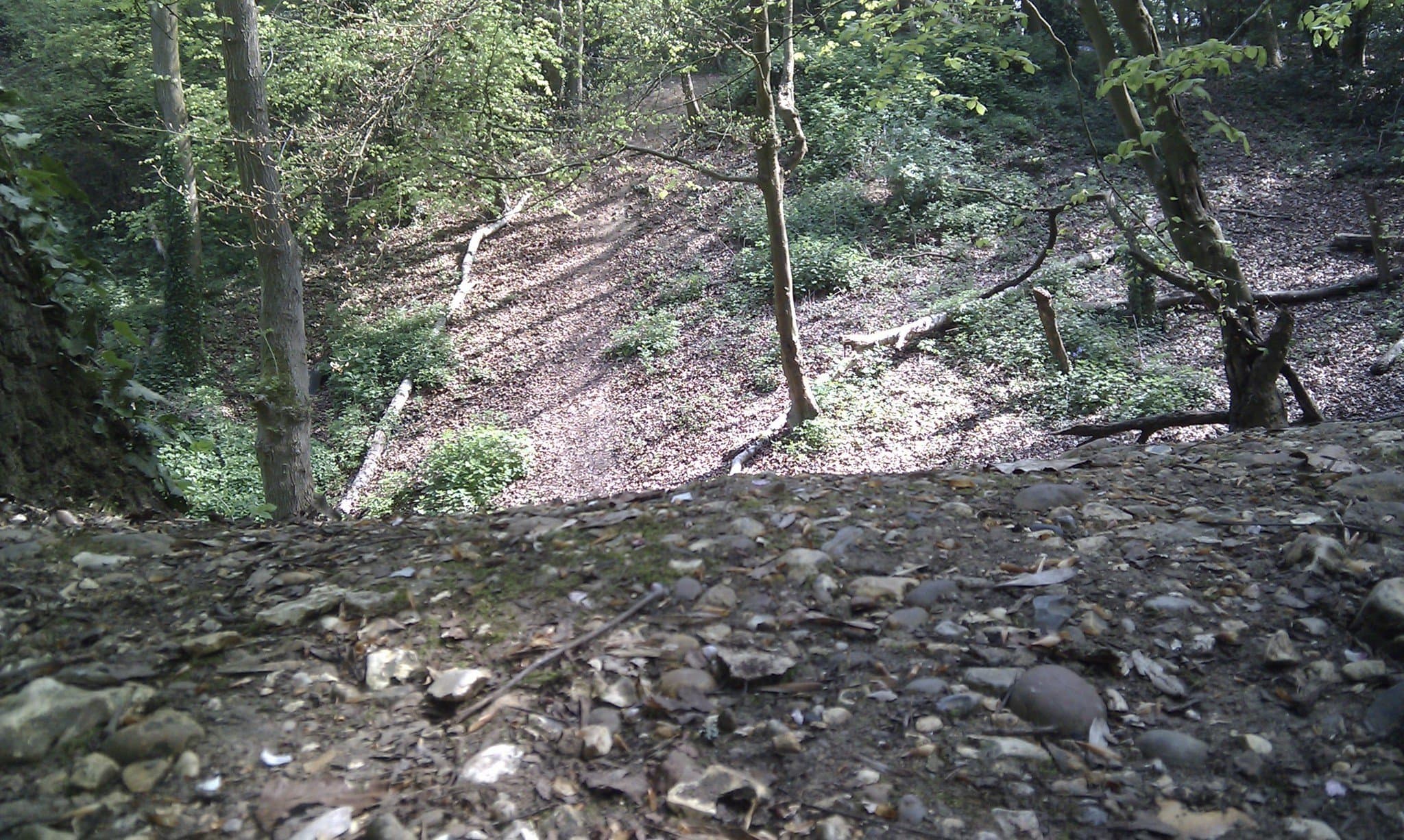 Whippendell Woods - Photo