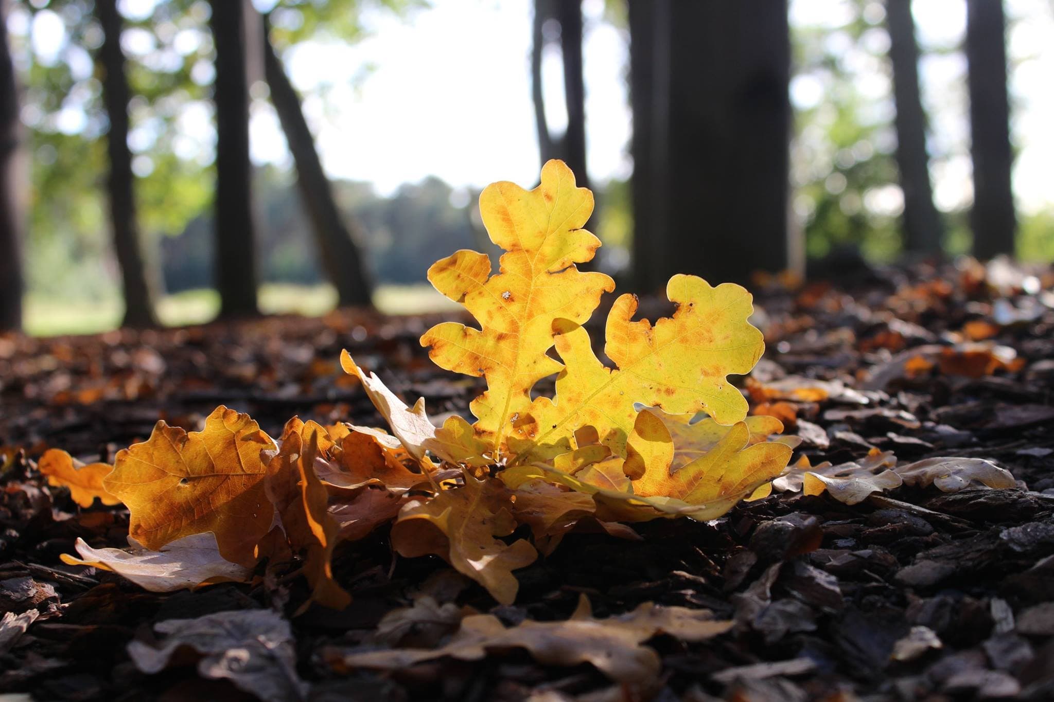 Coombe Abbey Park