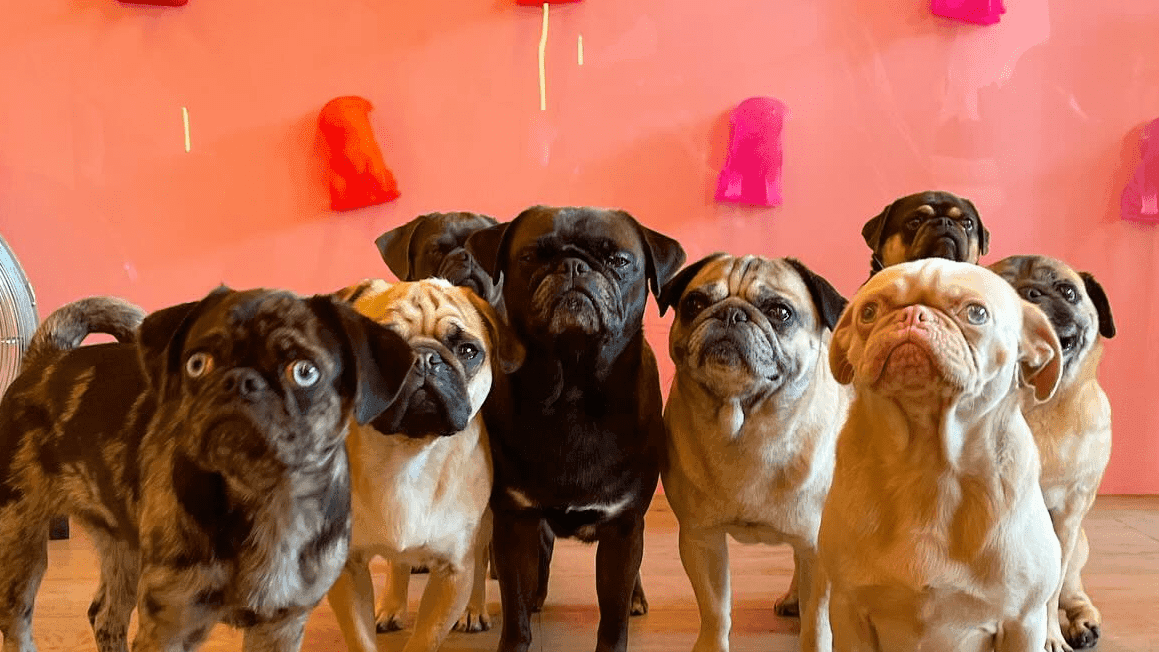CuppaPug Cafe London - Photo