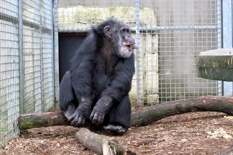 Wales Ape and Monkey Sanctuary - Photo 1