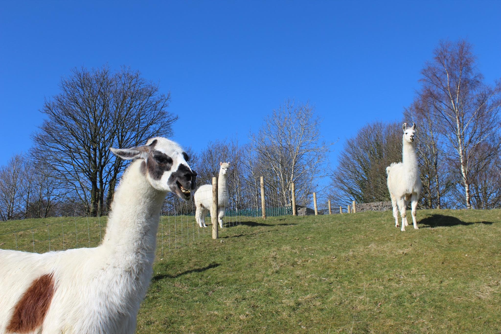 Lakeland Maze Farm Park - Photo