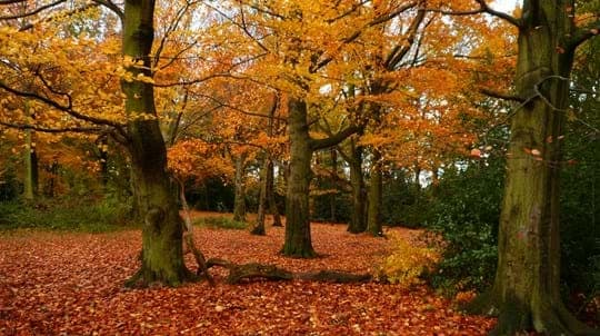 Wheata Woods