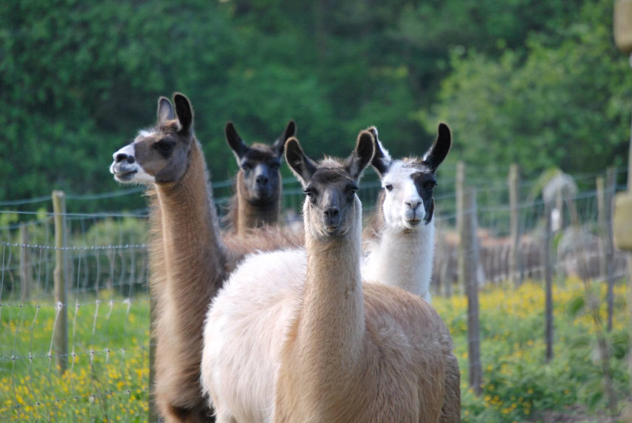 Llama Trekking at Old King Street Farm - Photo 1