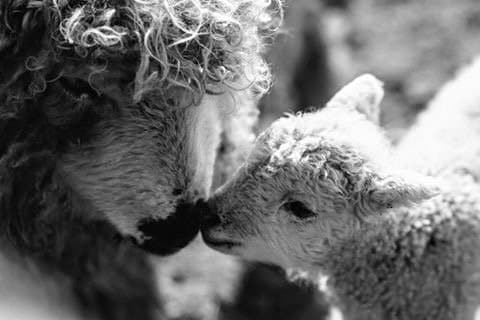 White Elm Petting Farm - Photo 1