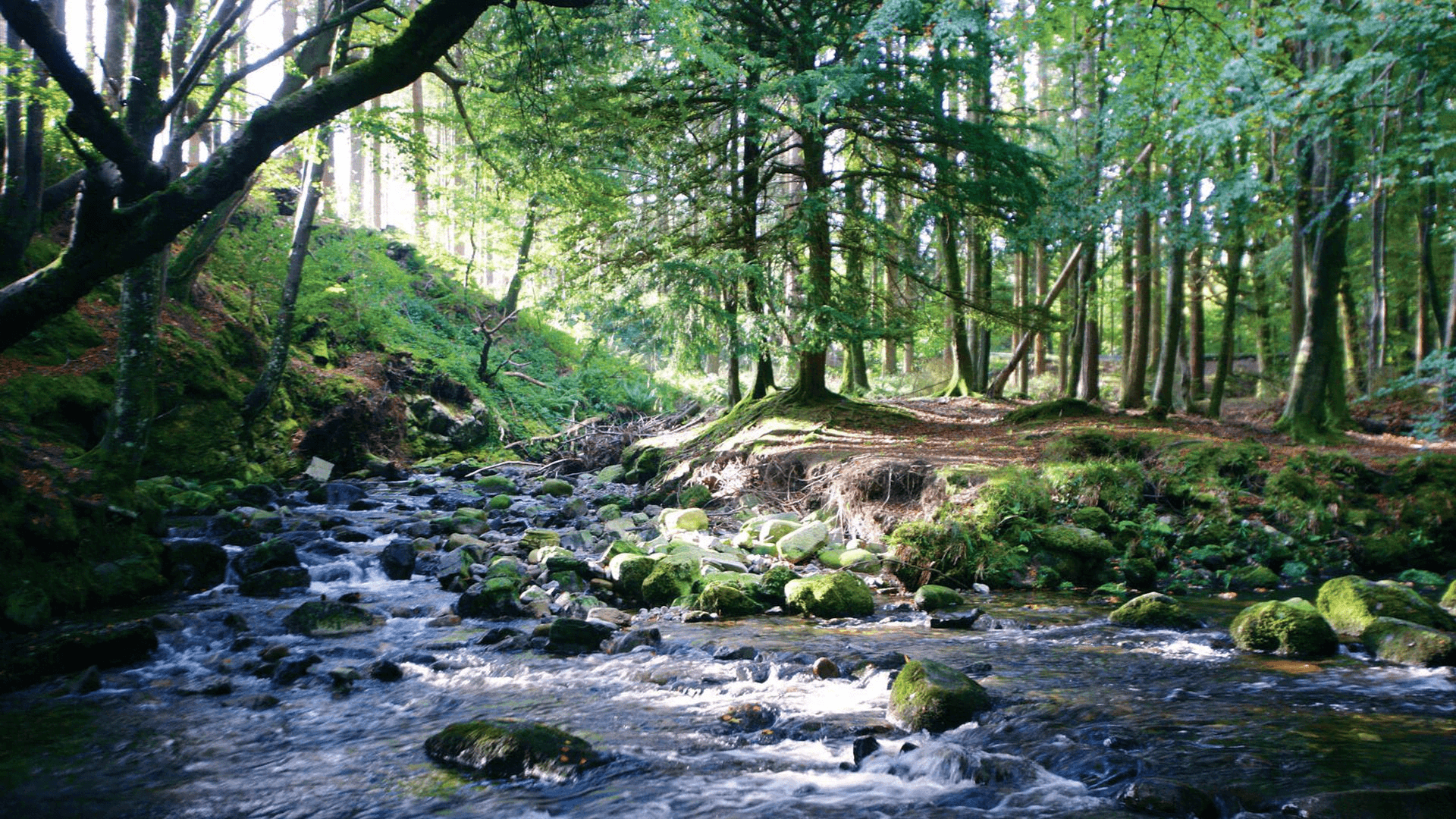 Tollymore Forest Park - Photo
