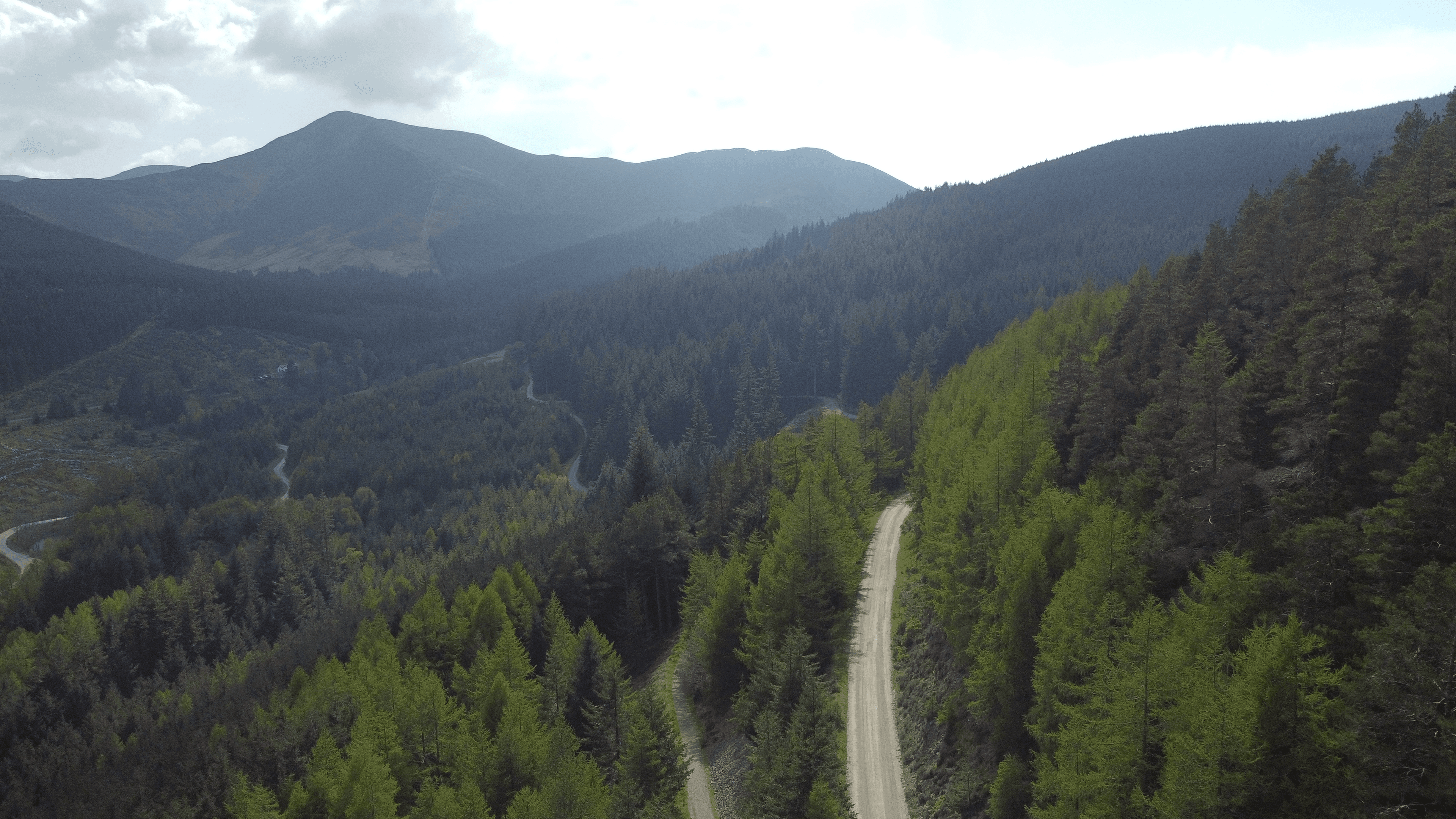 Whinlatter Forest - Photo