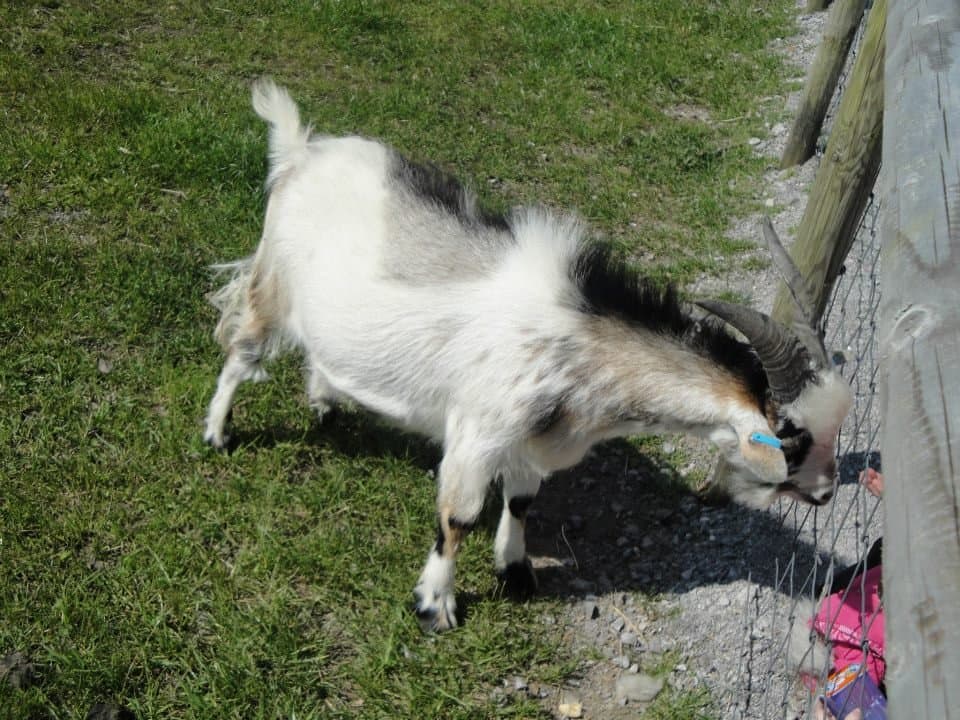 Wiggleys Fun Farm - Photo