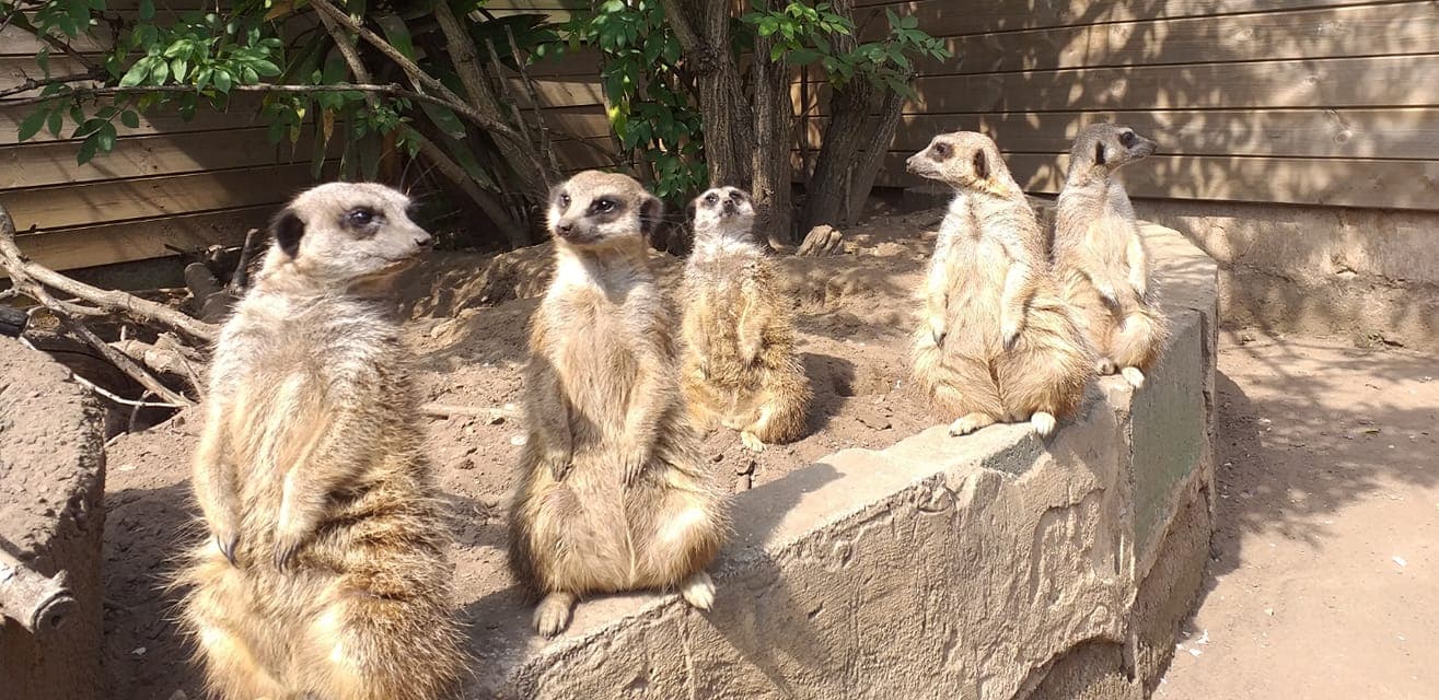 The Jungle Zoo - Photo