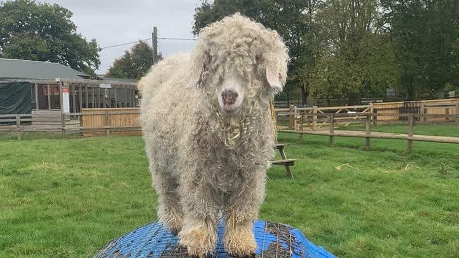 The Bucks Goat Centre - Photo