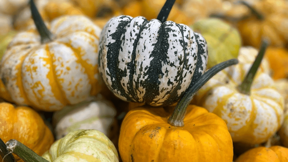 Pumpkins R Us