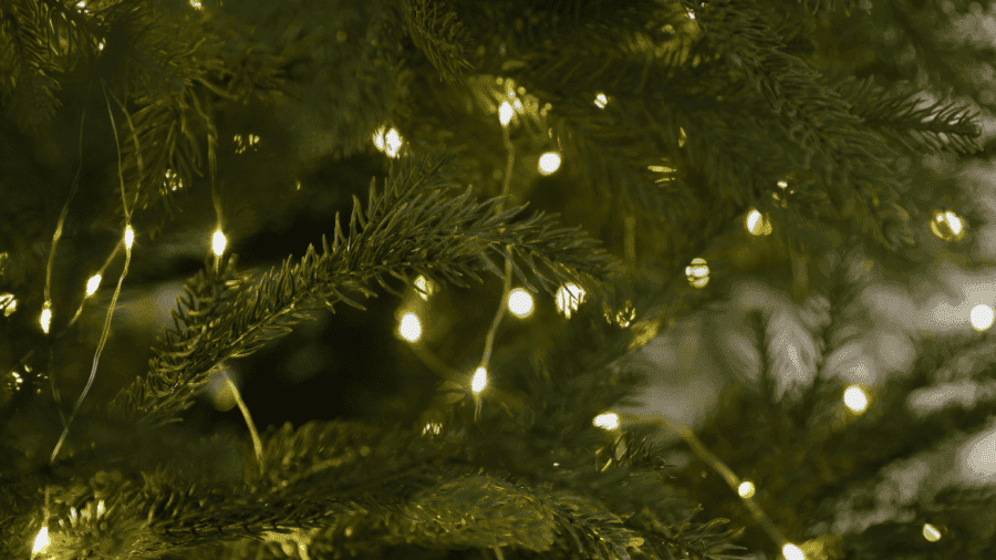 Nene Park Winter Festival - Photo