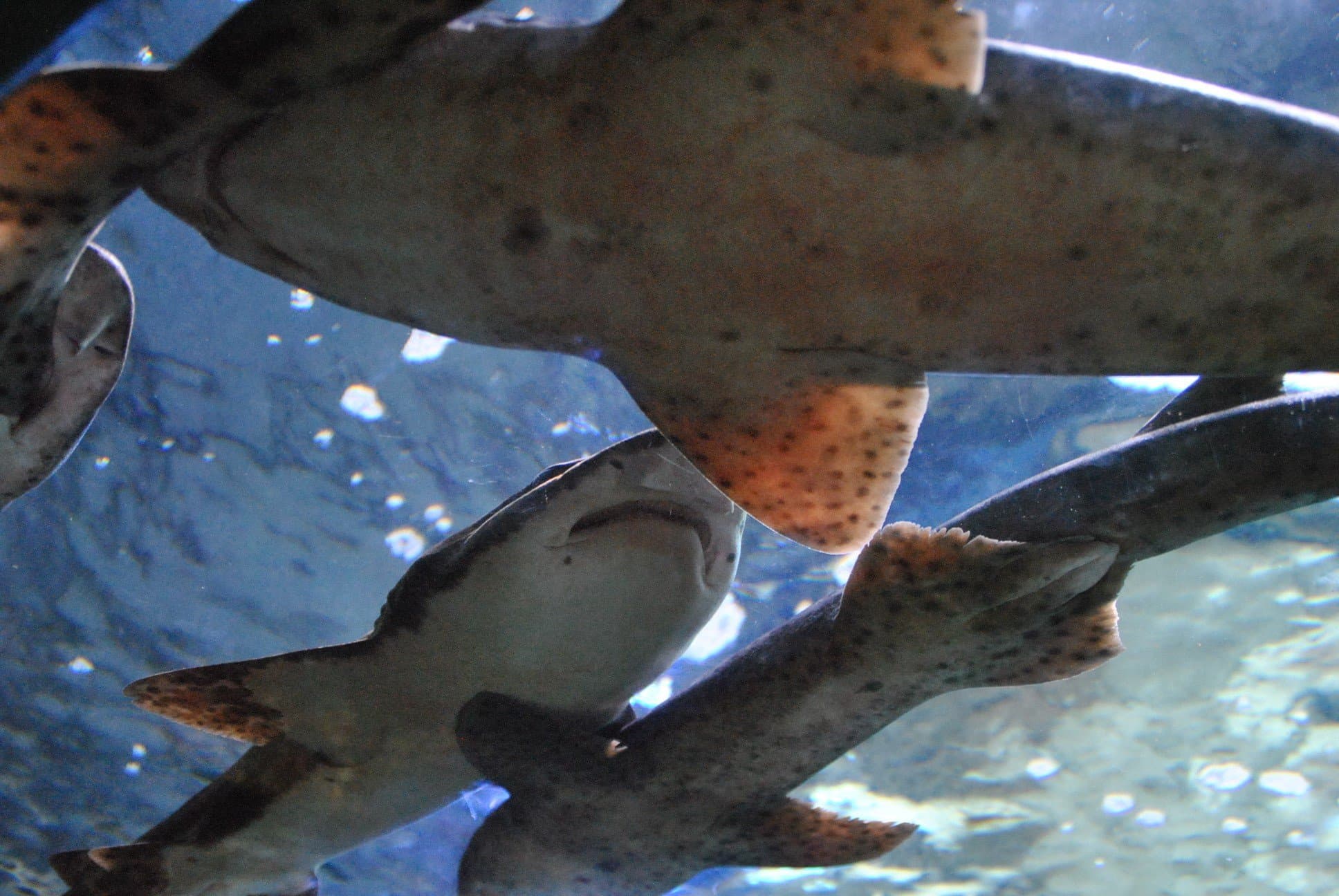 Rhyl SeaQuarium - Photo