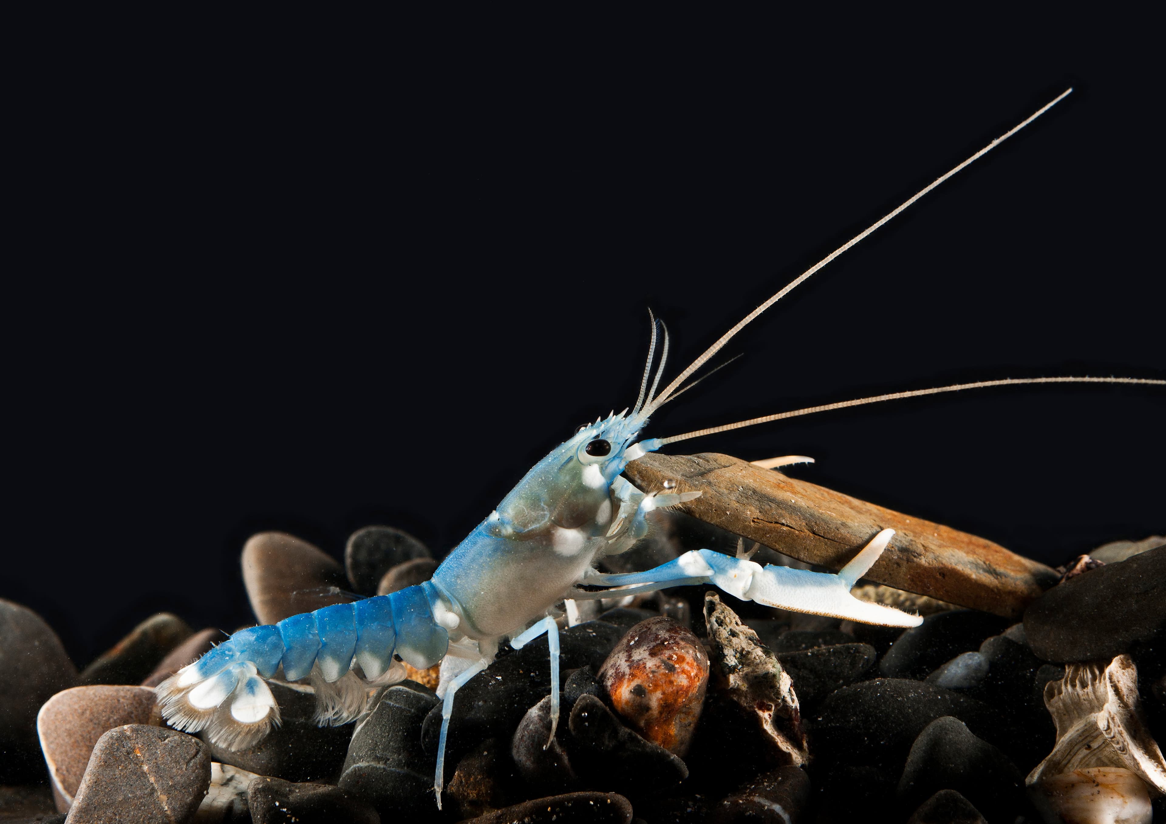 National Lobster Hatchery - Photo