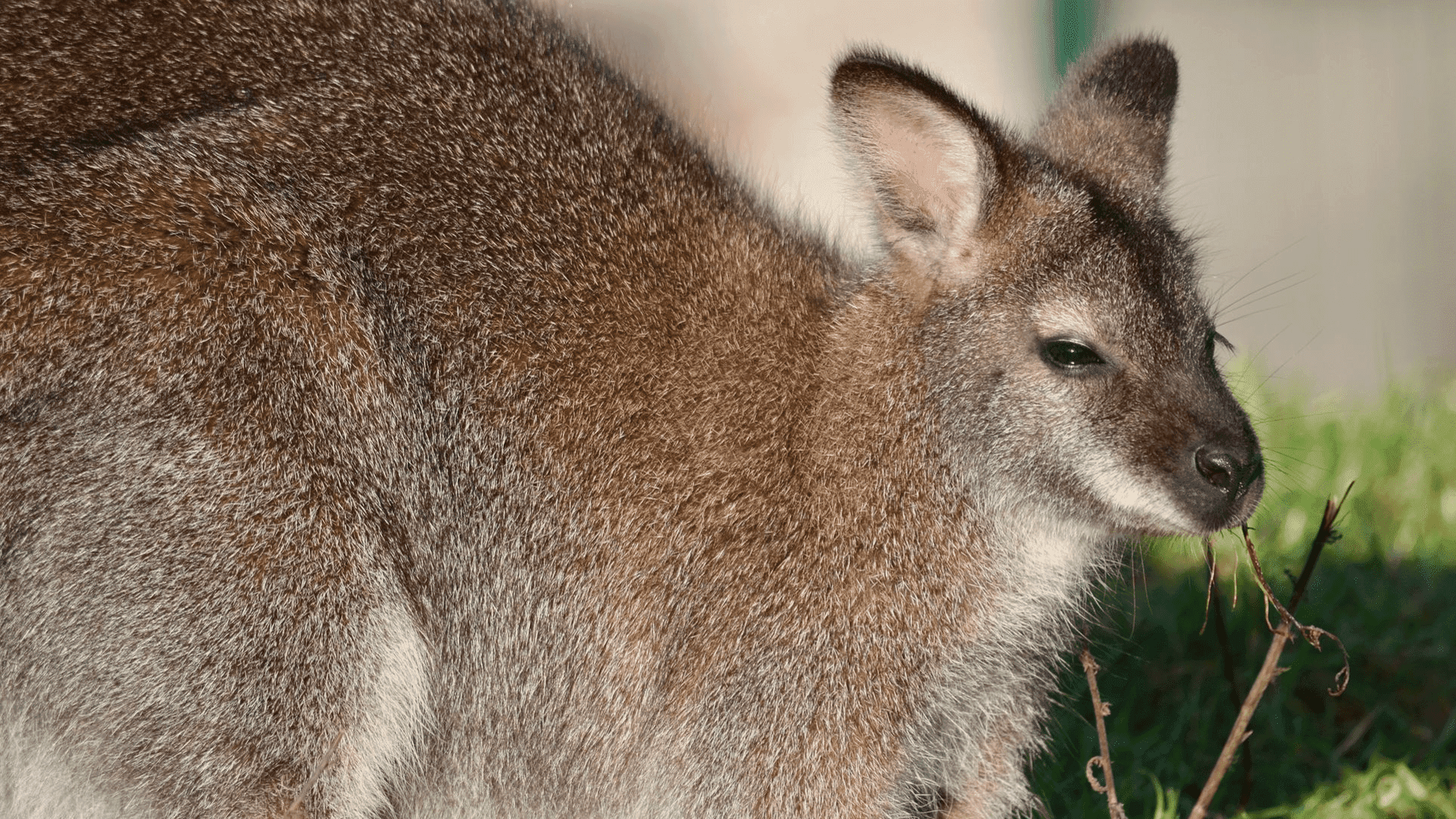 Lee Valley Animal Adventure Park - Photo