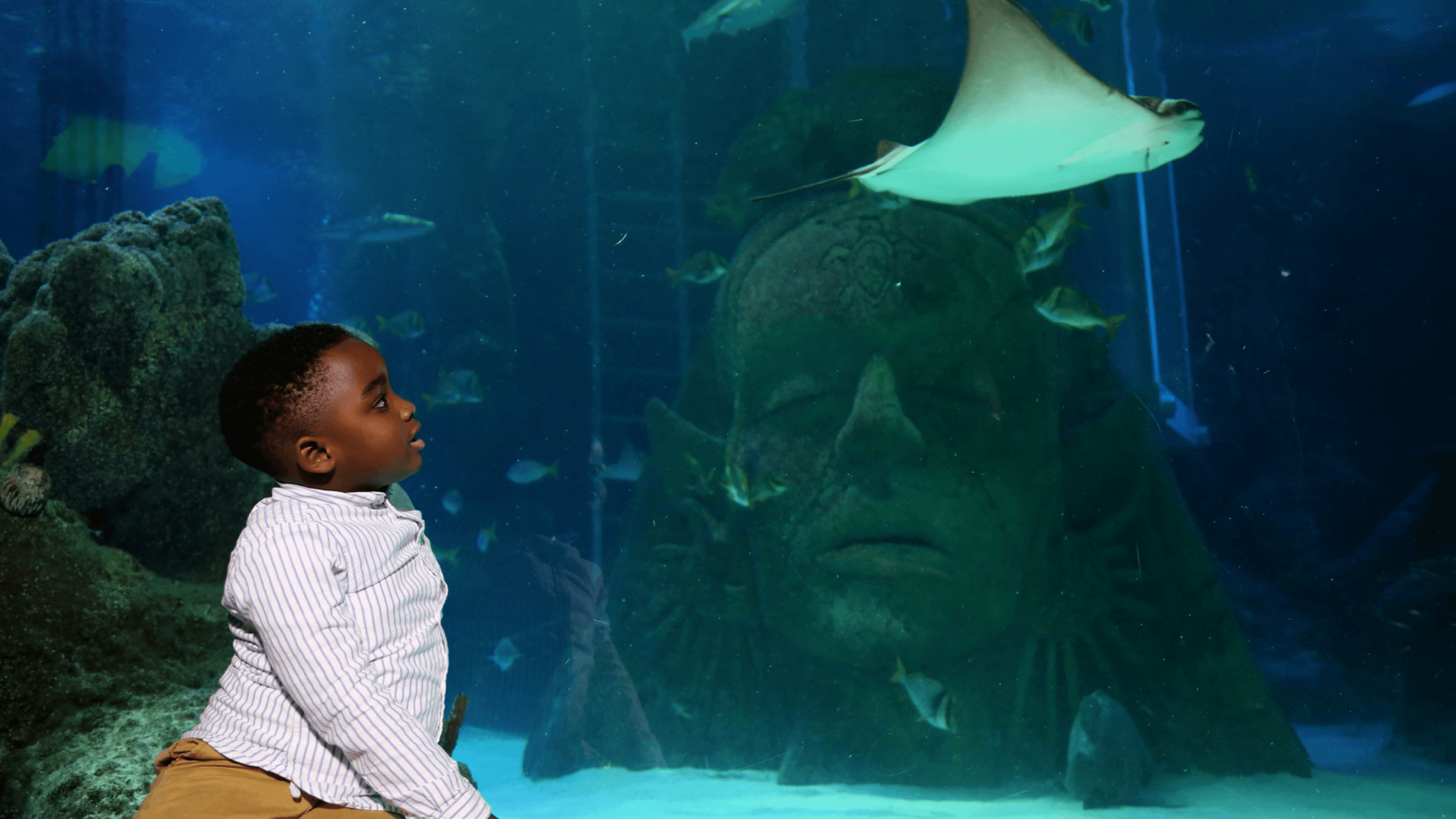 SEA LIFE Manchester - Photo