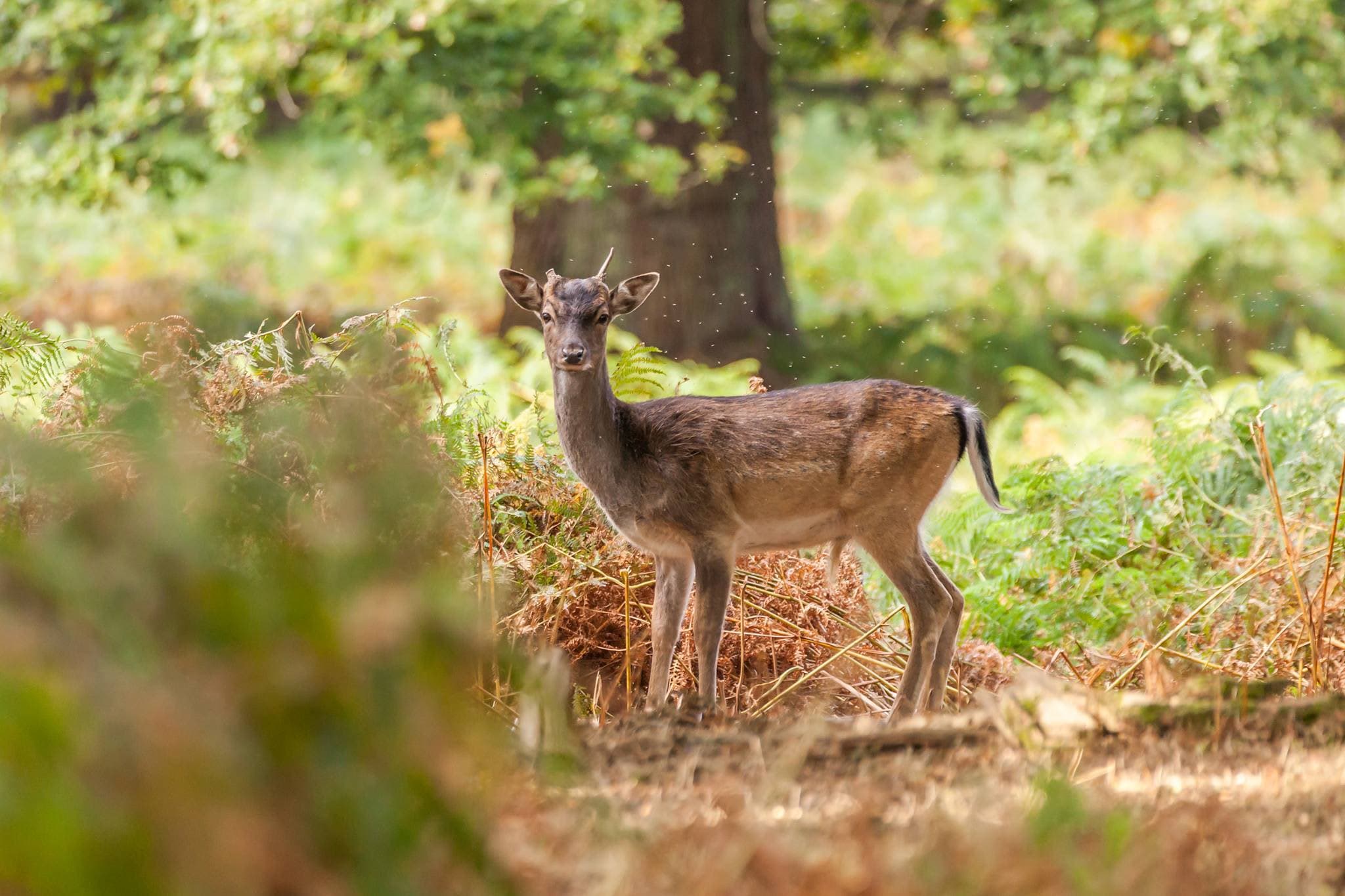 Dunham Massey Hall - Photo
