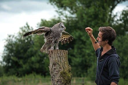 Gauntlet Birds of Prey, Eagle & Vulture Park - Photo