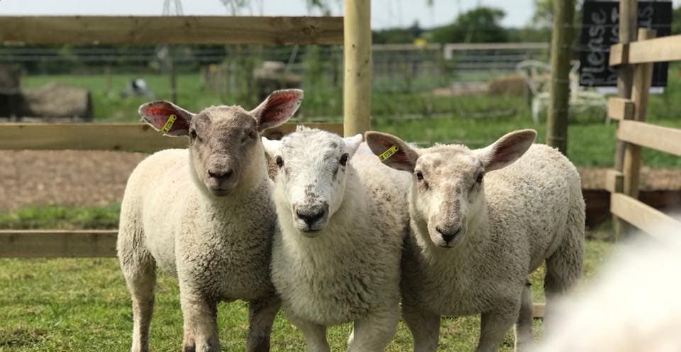 Bluebell Dairy