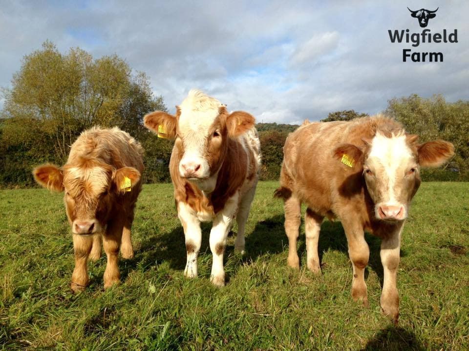 Wigfield Farm - Photo 1