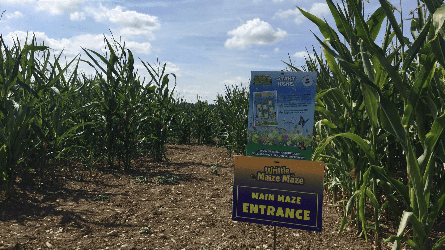 Writtle Maize Maze - Photo