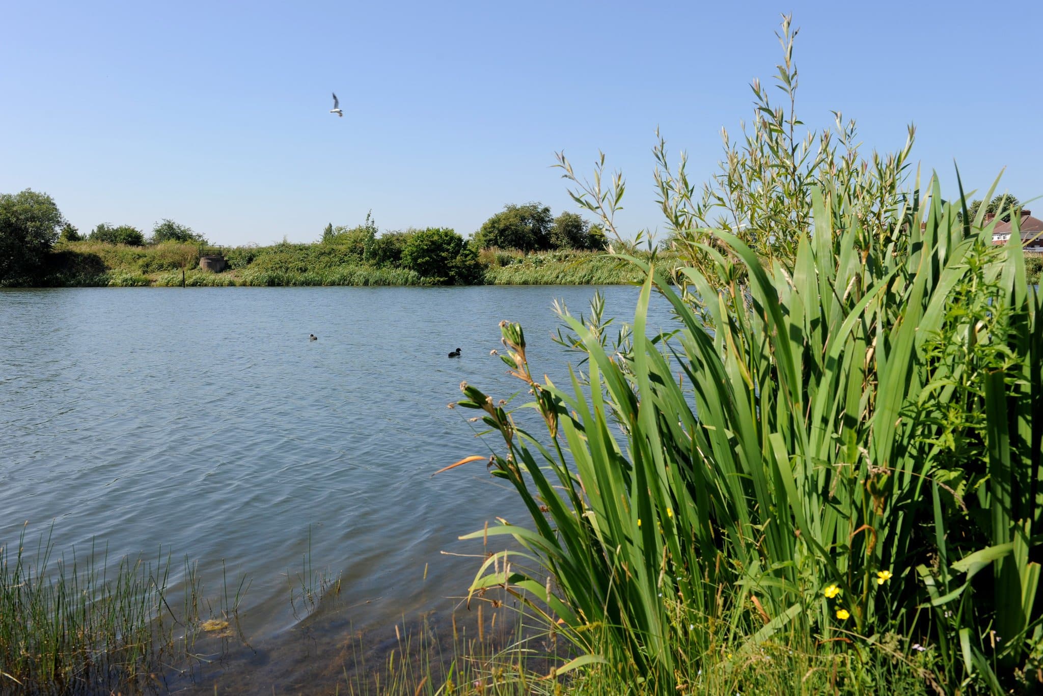 Saltwells Local Nature Reserve