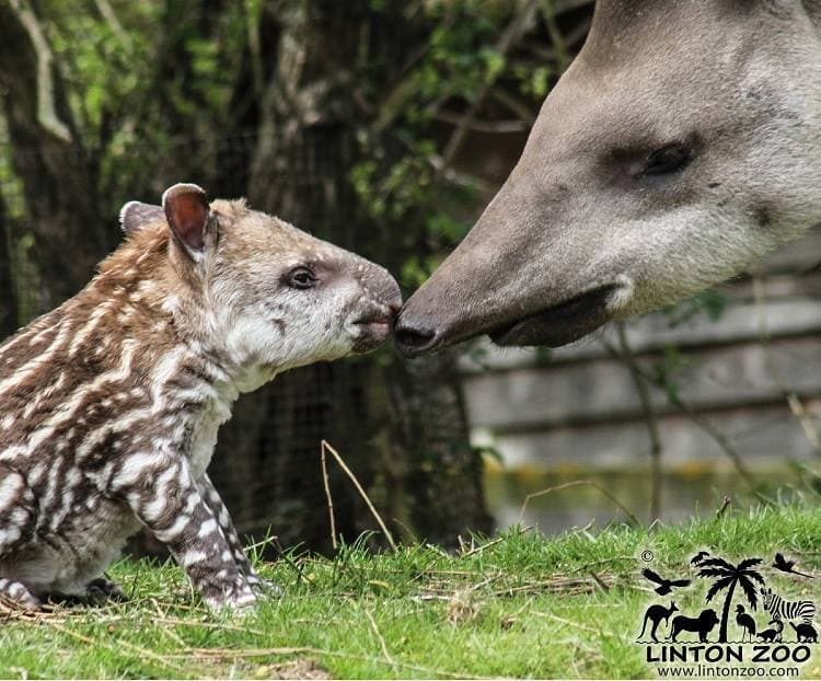 Linton Zoo - Photo 1